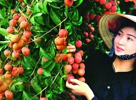 Vietnam exports 1st batch of litchi to US in May - ảnh 1
